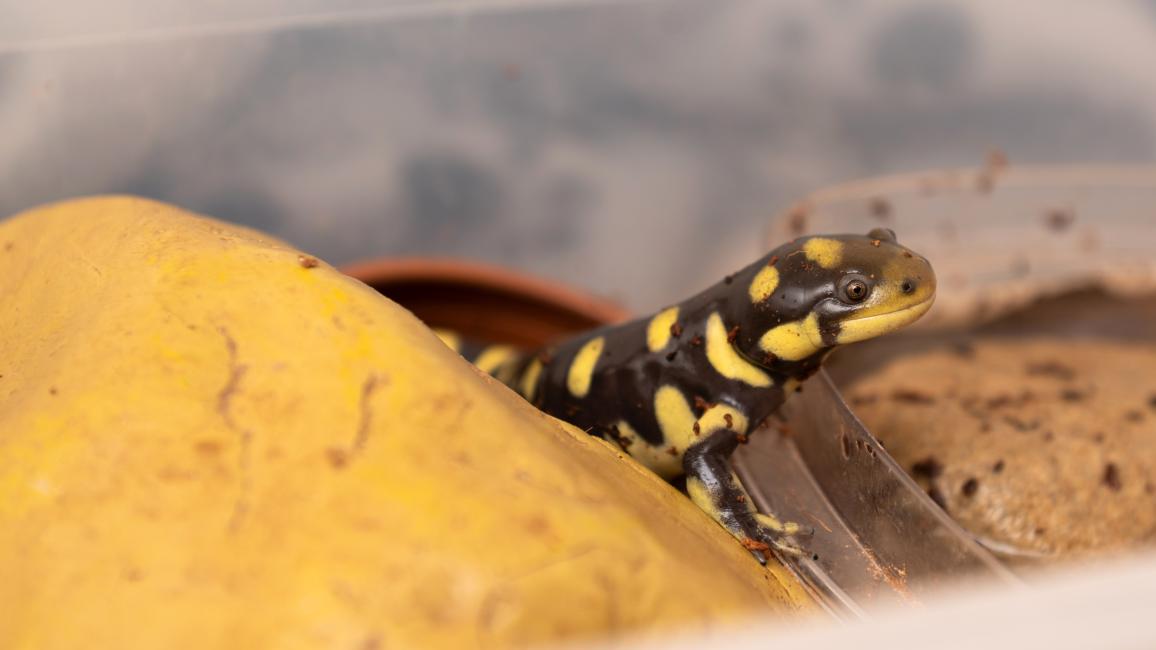 Tiger salamander peeking out from behind a rock