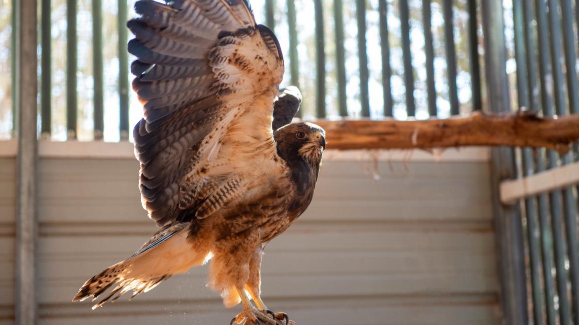 Winnick the Swainson’s hawk with wings up