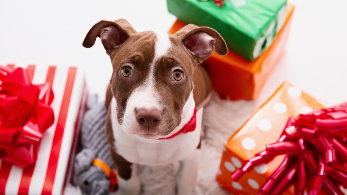 Brown and white puppy surrounded by wrapped presents