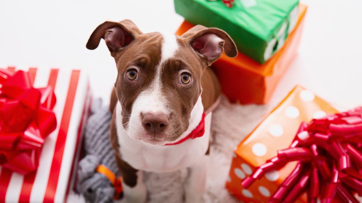 Instant holiday cheer with puppies | Best Friends Animal Society