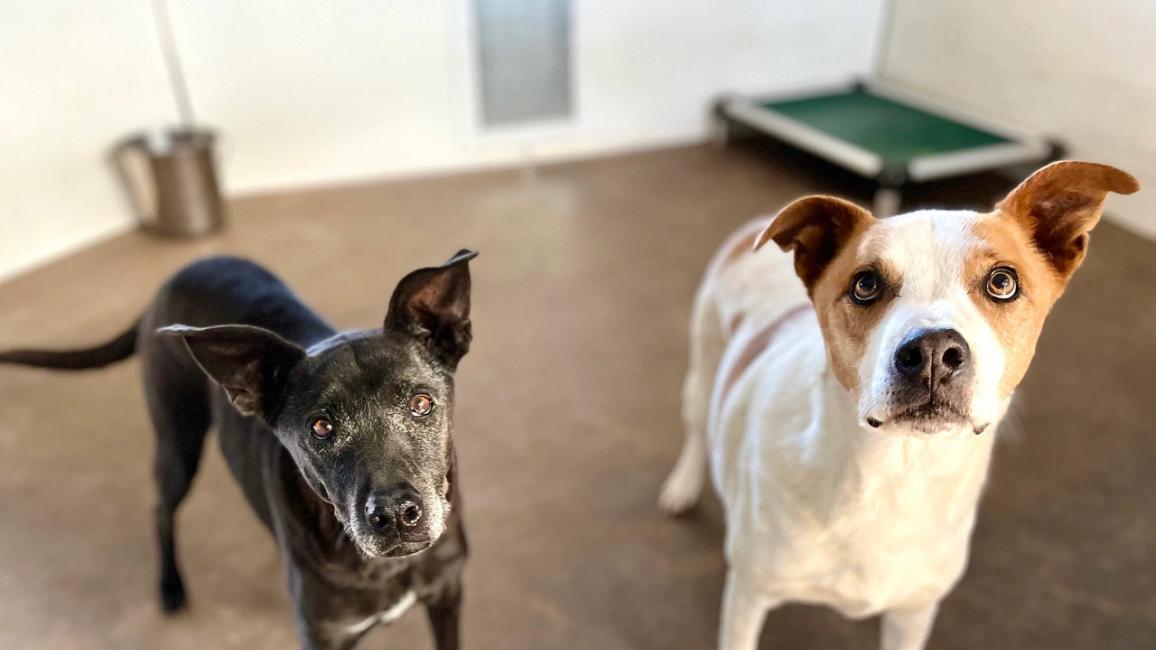 Winter and Abbott the dogs inside with a bucket and raised bed in the background