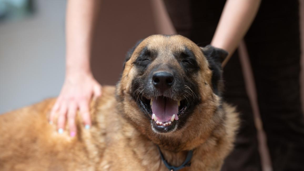 Person petting a shepherd dog whose mouth is open and eyes closed in bliss