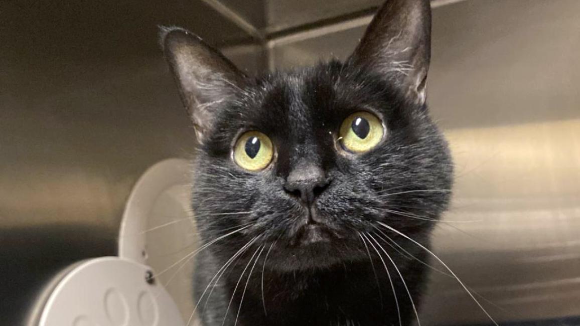 Luna the cat in a kennel