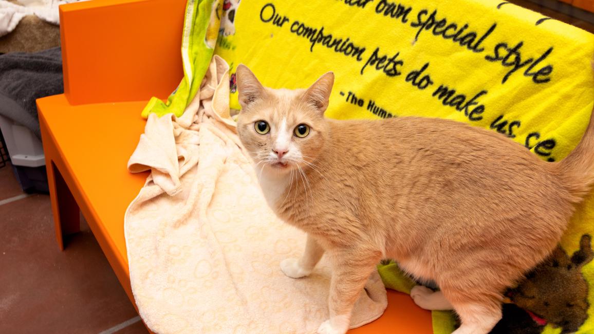 Orange tabby and white cat on an orange blanket-covered piece of furniture