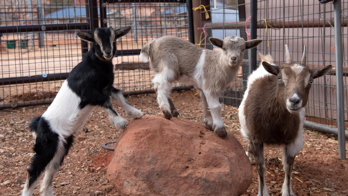 Baby goats? Yes, please! | Best Friends Animal Society - Save Them All