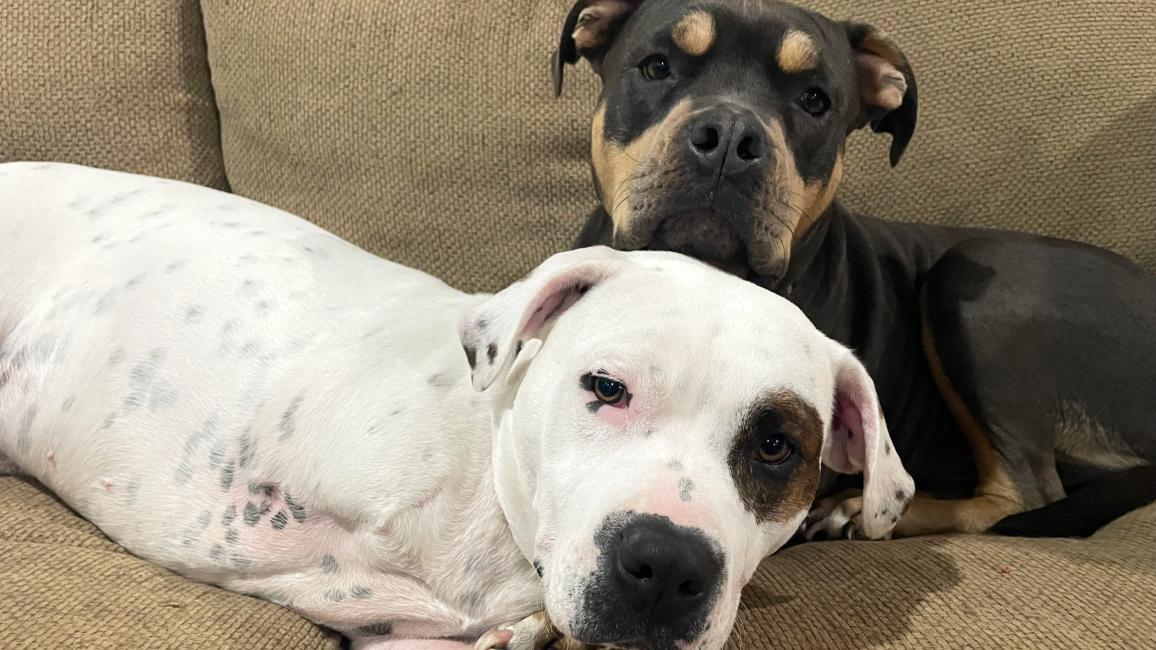 Zoey and Max the dogs snuggling together on a couch