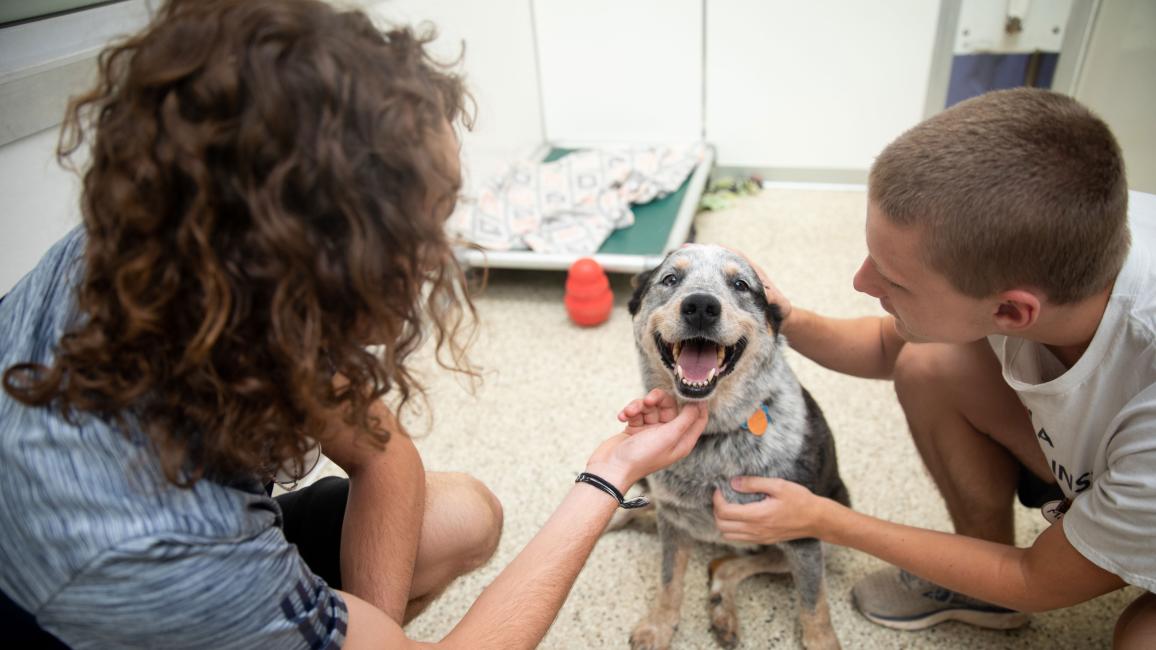 Two people petting a happy puppy
