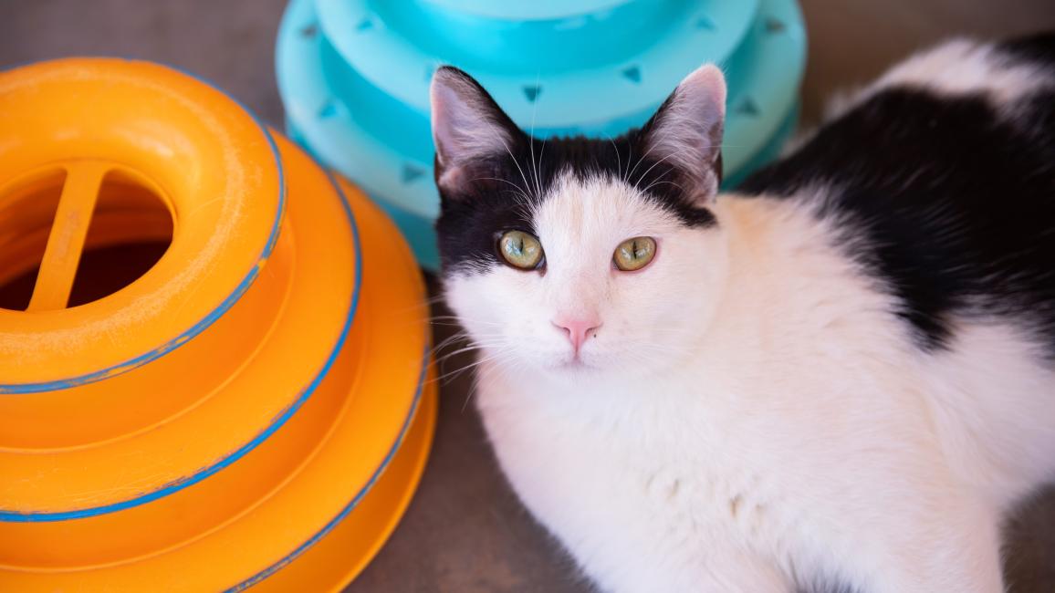  Black and white cat lying next to some roller ball toys