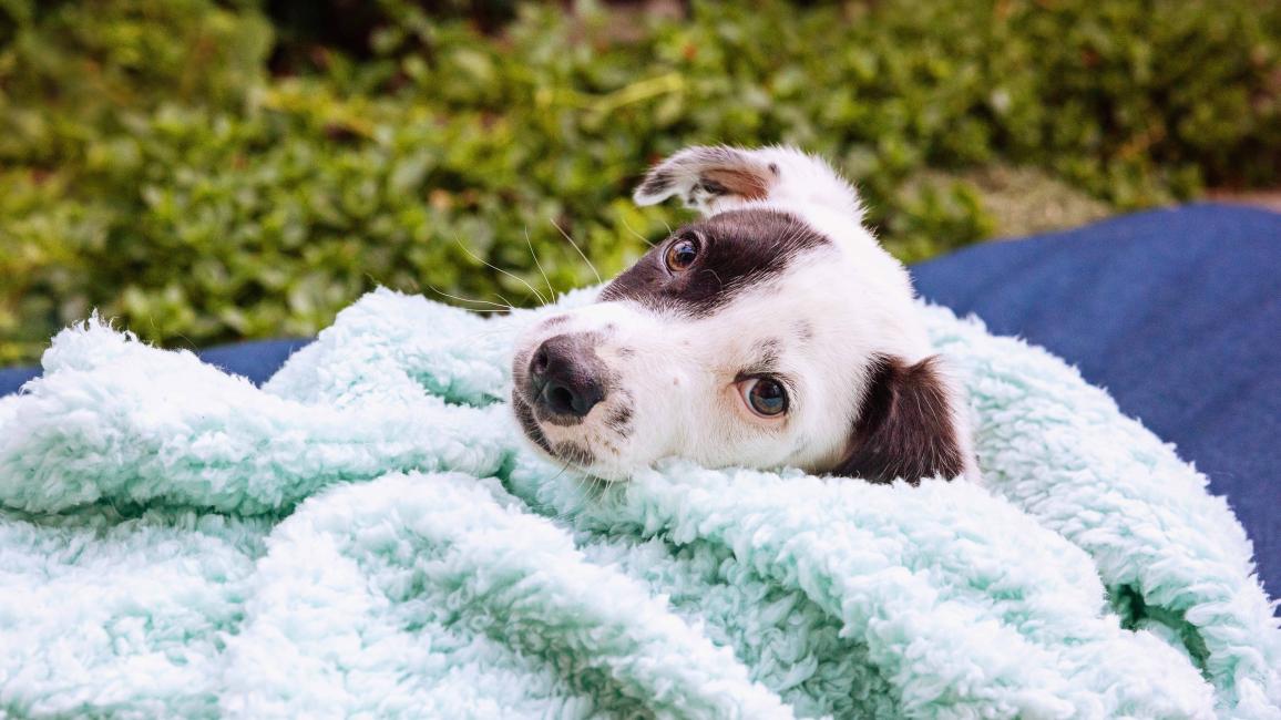 Brown and white dog lying on a fluffy blanket