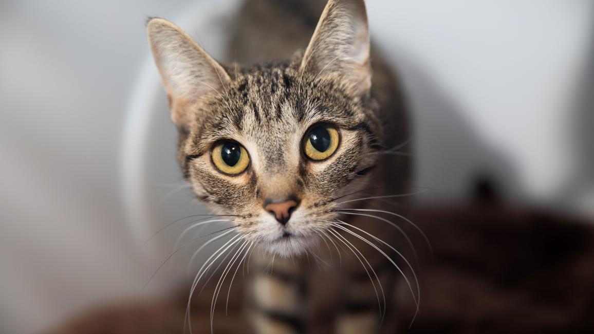 The face of a brown tabby cat