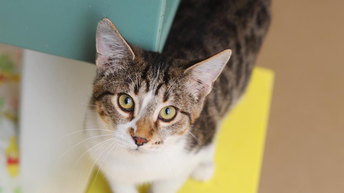 Magellan, a brown tabby and white cat standing on a yellow wooden box