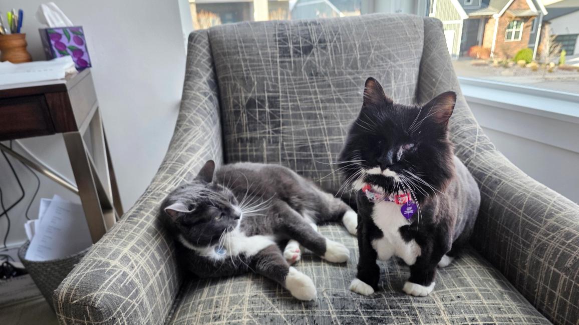 Aurora and Royburt the cats beside one another on a chair