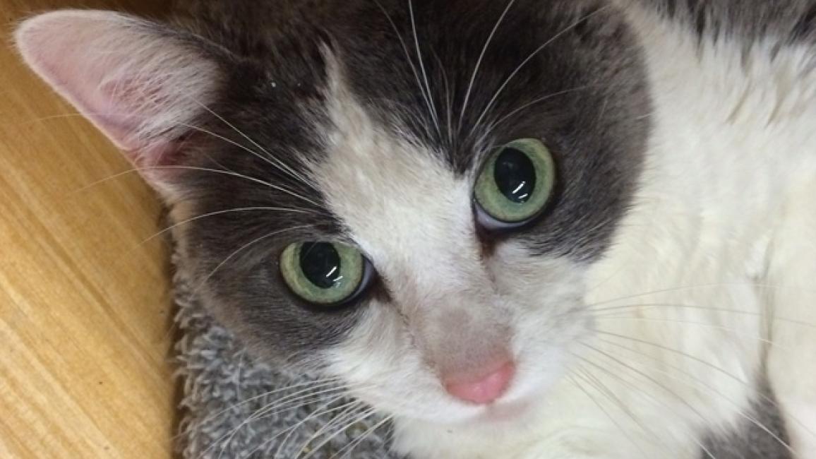 Selenium test image - create