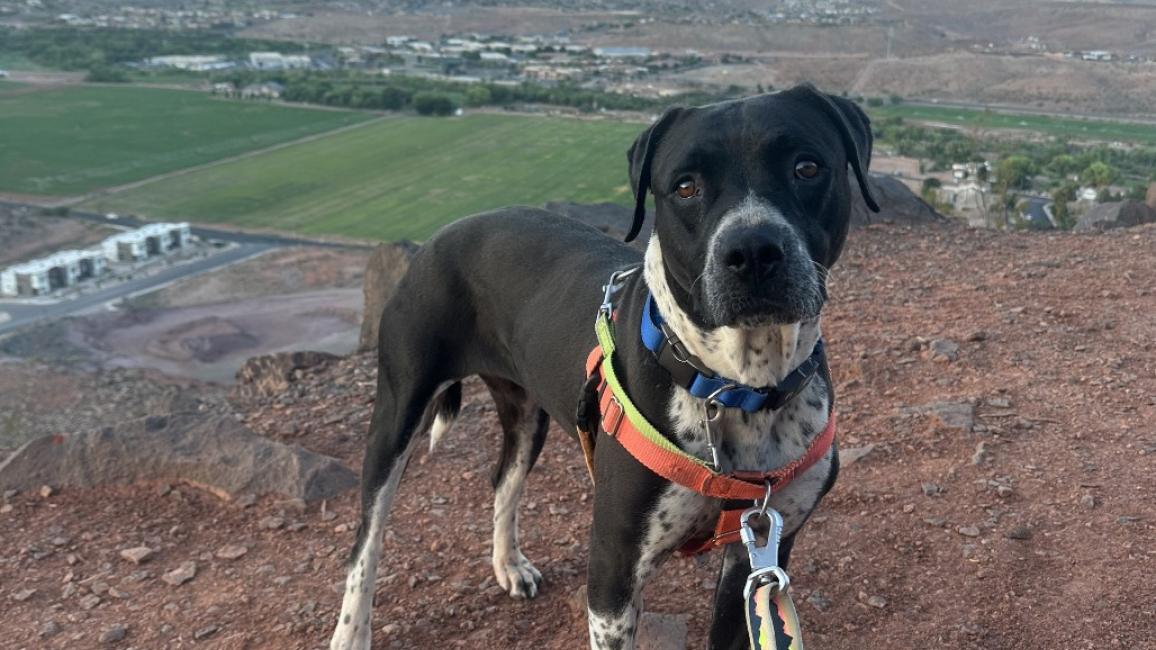 Bebe the dog hiking outside on a leash