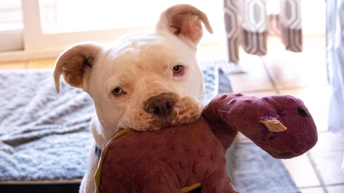 Beefcake the dog holding a stuffed toy in his mouth