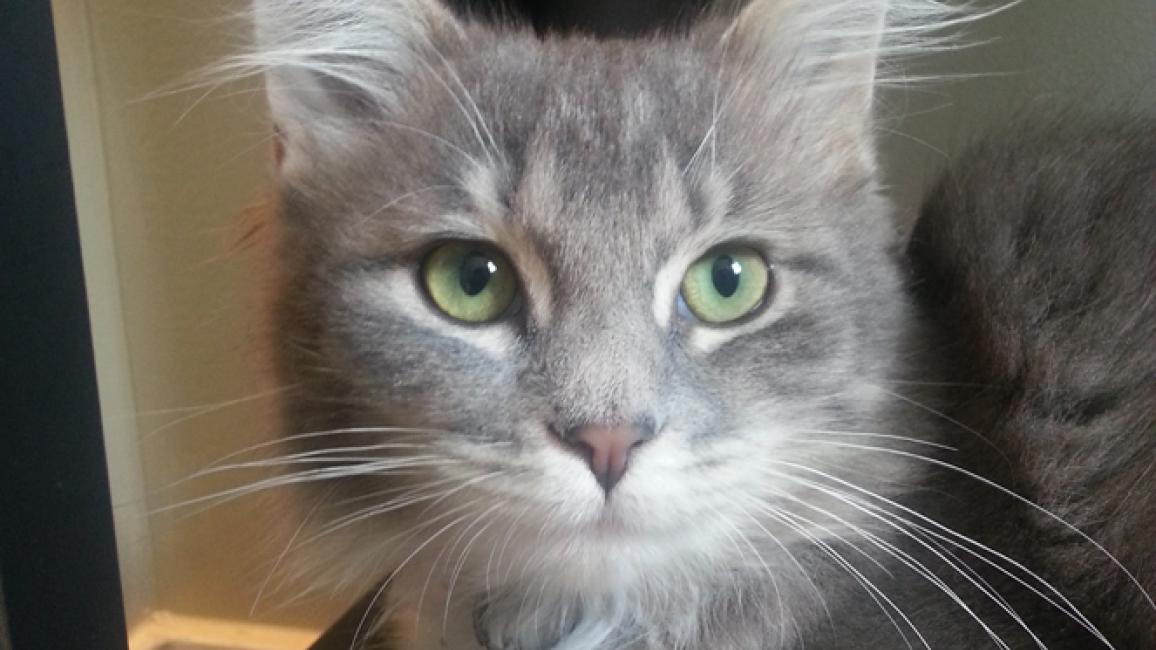 Selenium test image - create