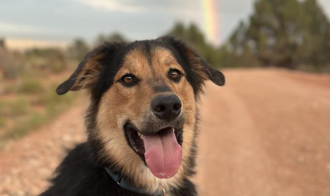 Bolt the dog outside with tongue out and a rainbow behind him