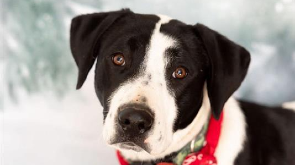 Boo the dog wearing a red bow tie collar with a winter background