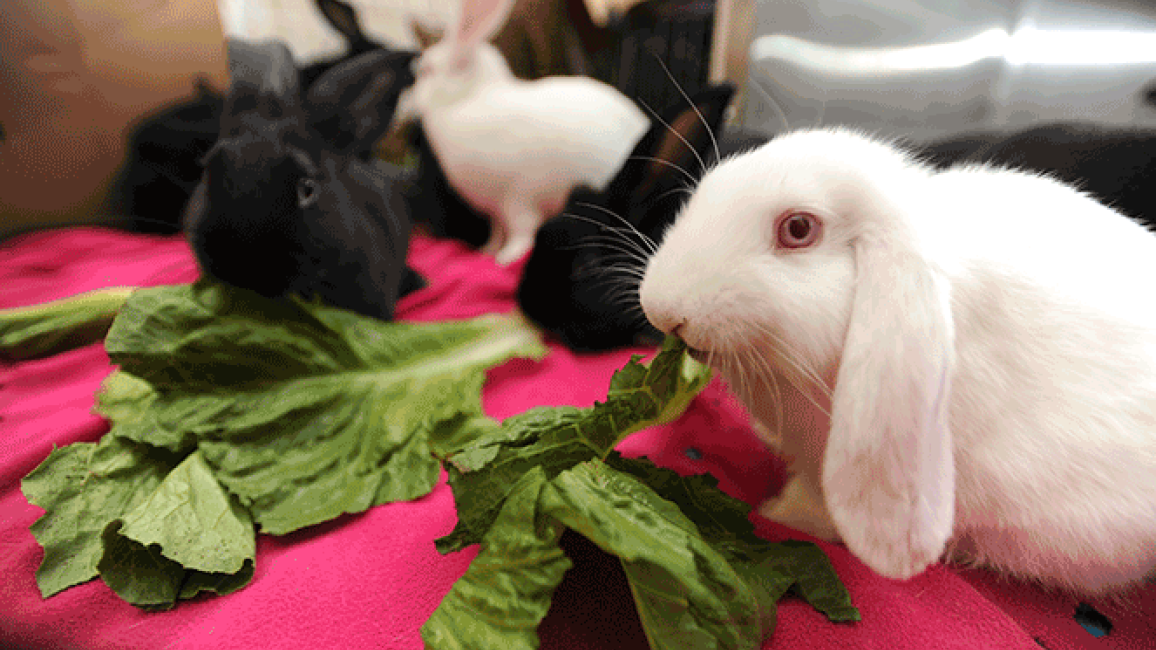 White bunny eating greens