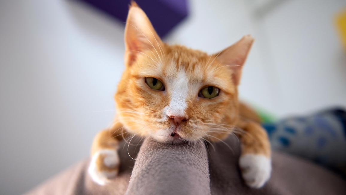 Adored the cat with her head and two front paws overhanging the corner of the area she's lying on