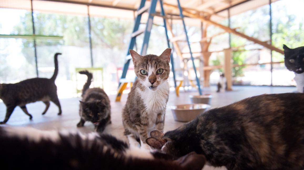 Forest the cat on the ground with other cats