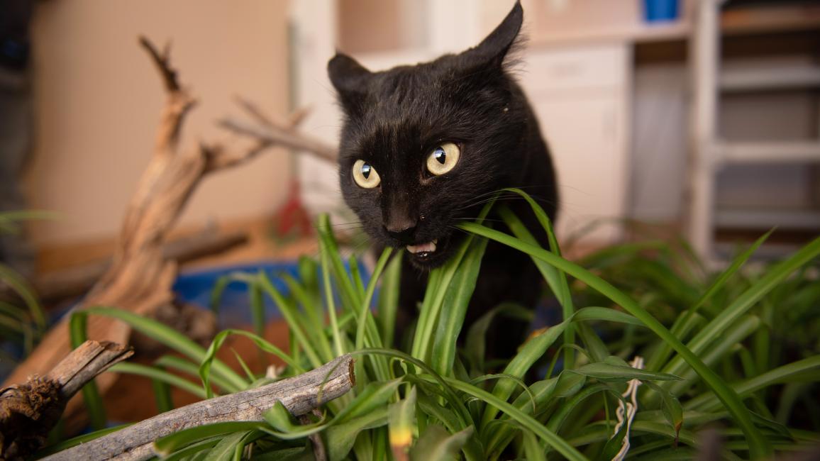 Jako the cat eating some greens with ears back