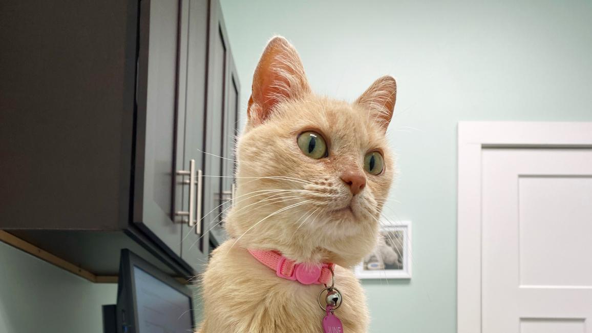June the cat wearing a pink collar and sitting on a counter in what looks to be a veterinary exam room