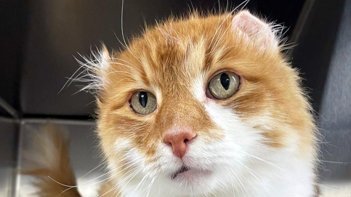 The face of Reds the cat showing his crinkled ears