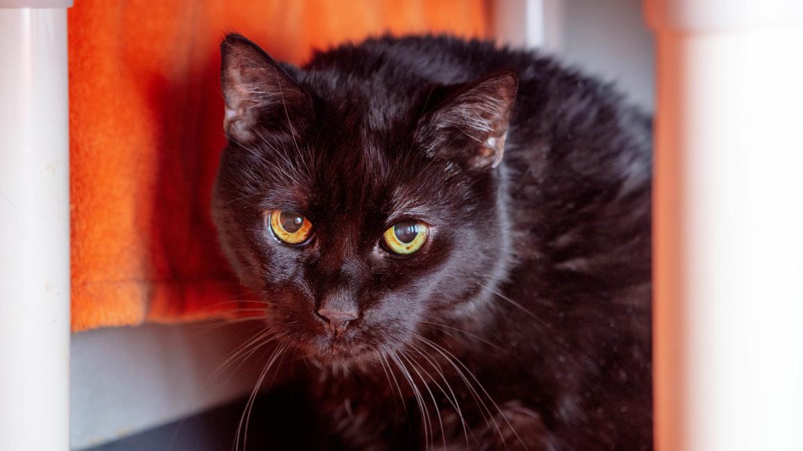 Shane the cat in an area with an orange blanket
