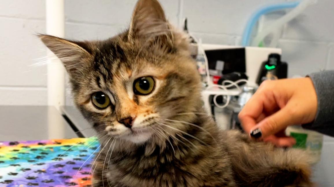 Tinker Toy the kitten lying on a rainbow colored blanket with paw prints