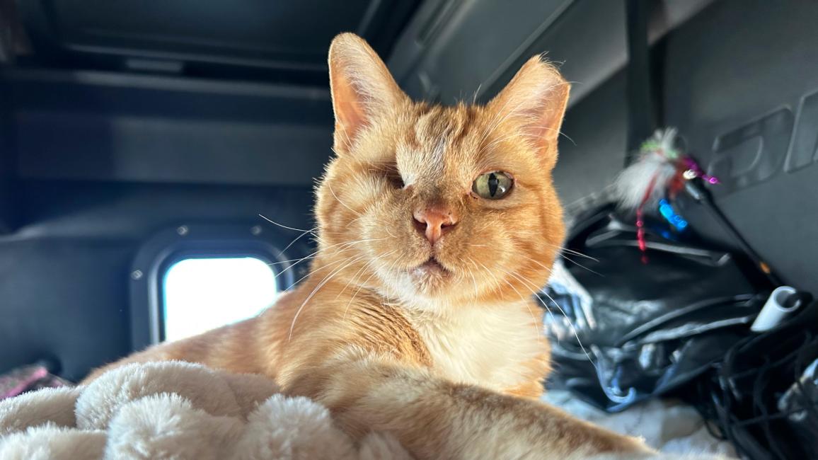Captain Pearl the cat in the truck with his front paw outstretched forward