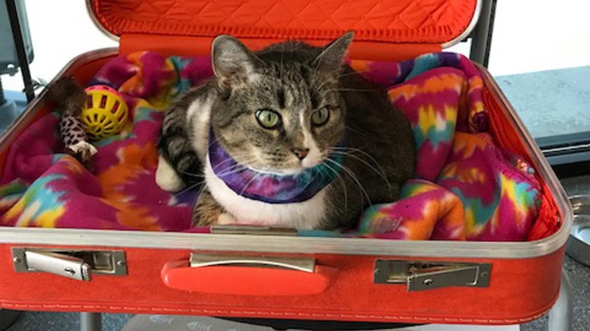 catsuitcase