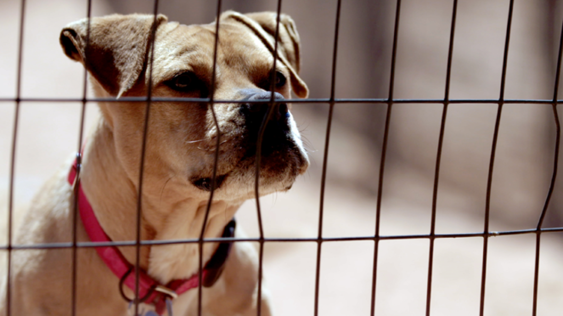 Pit bull terrier featured in "The Champions" documentary