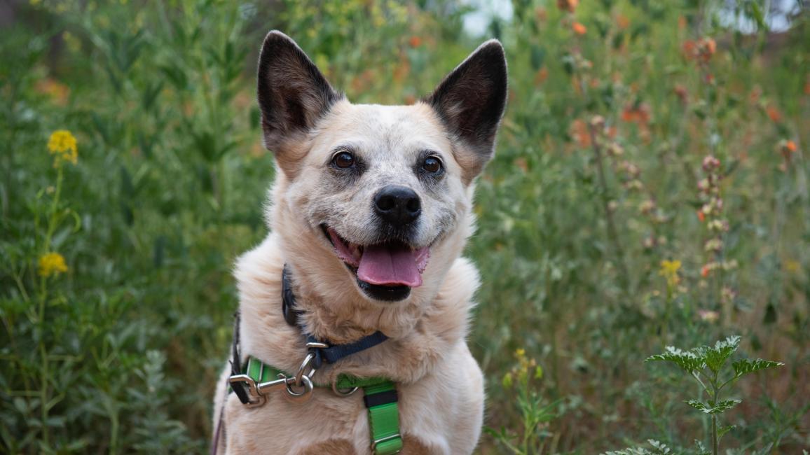 Raquel the dog smiling in front of some wildflowers