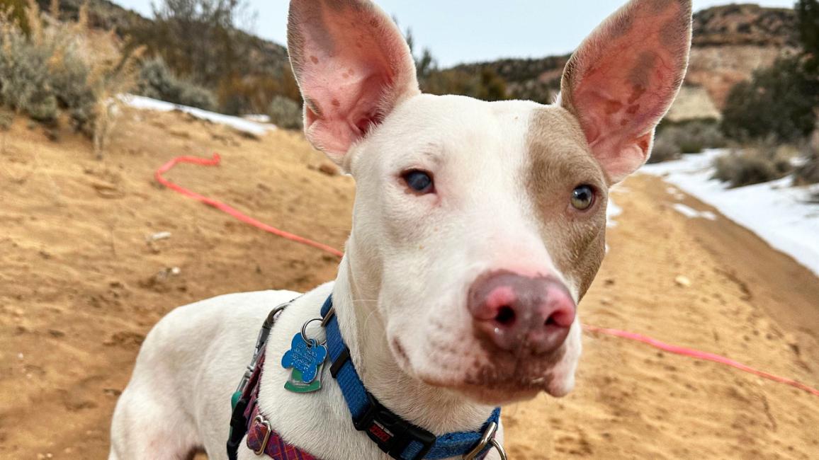 Silver Sword the dog outside