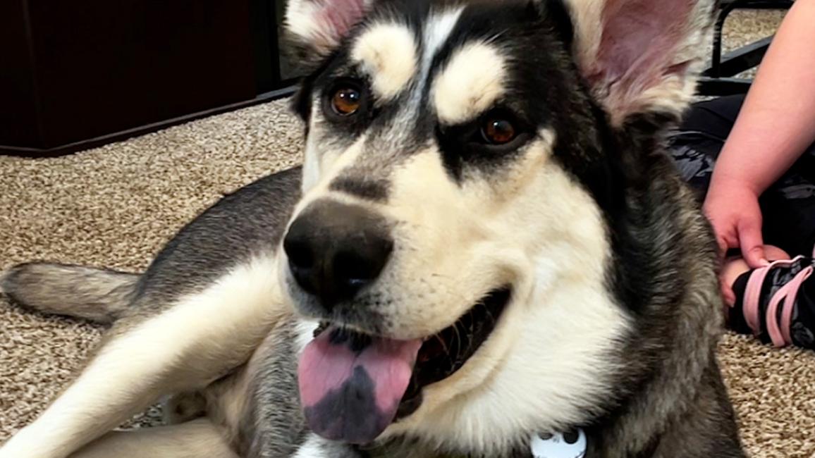 Simon the dog lying on the floor, smiling with tongue out