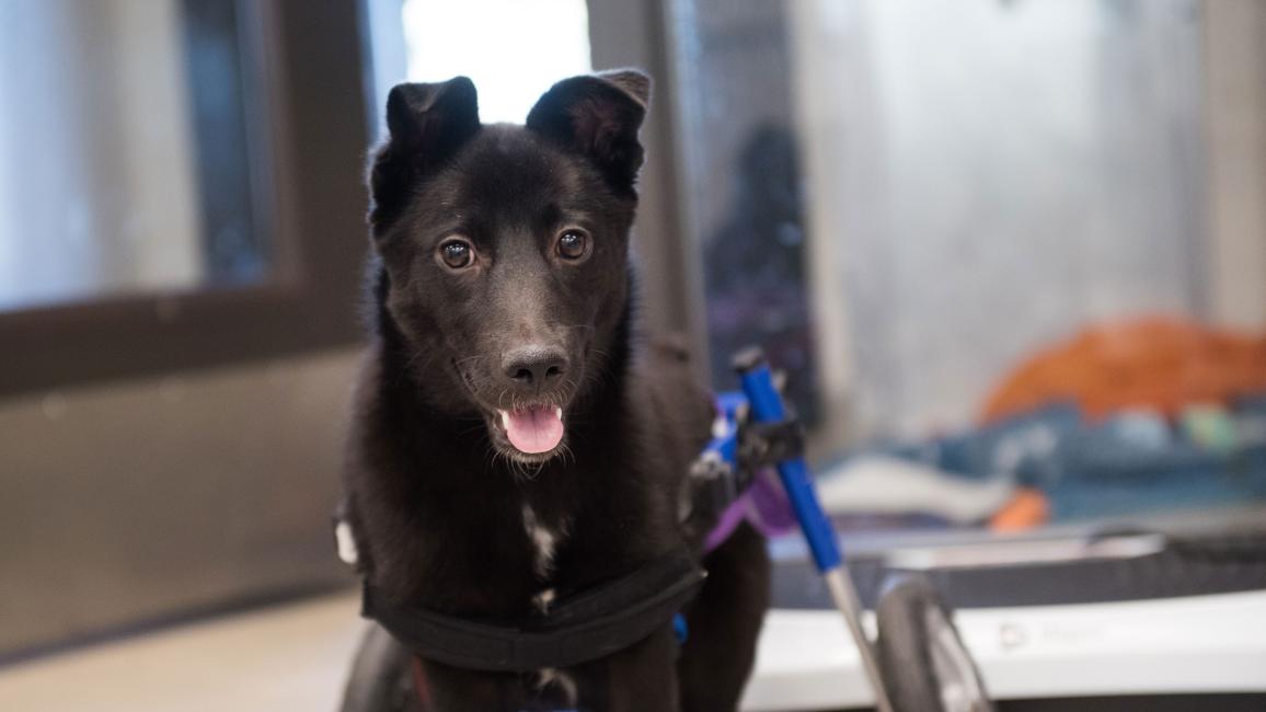 Yazh the puppy in here dog wheelchair, with her mouth open in a smile