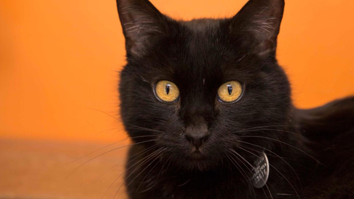 Adorable Adoptable Adar