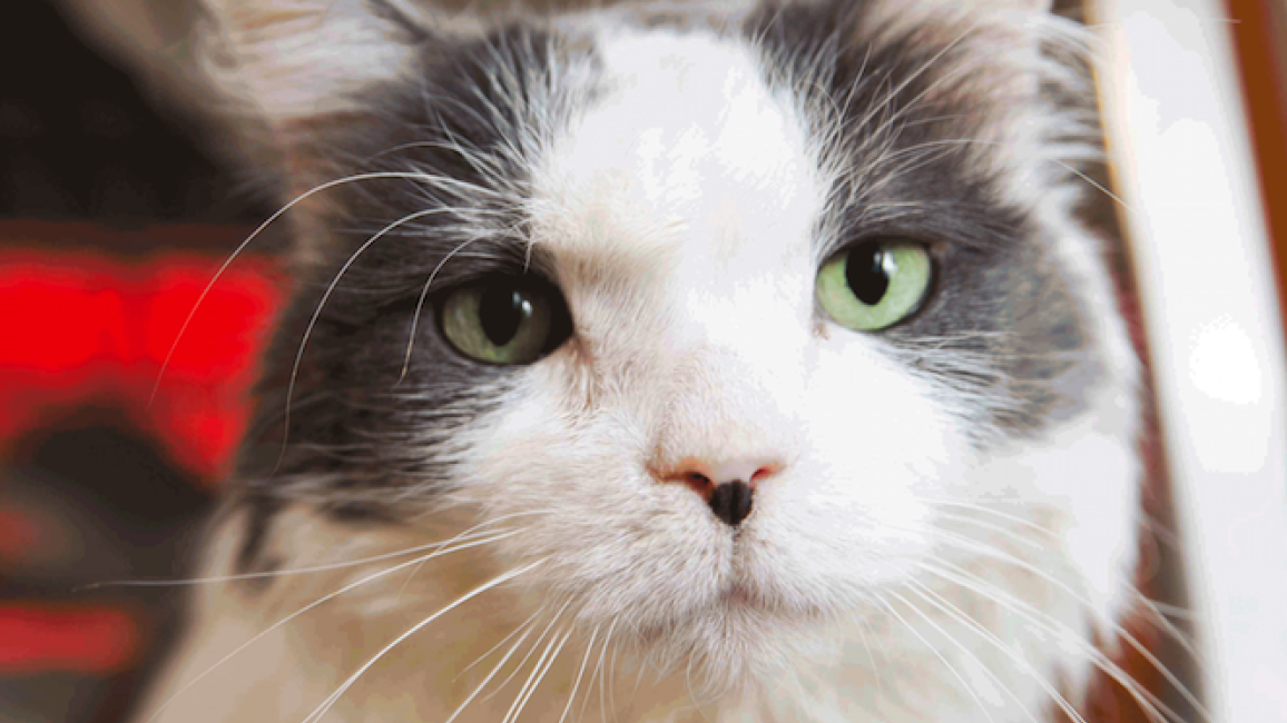 Adorable Adoptable Gary