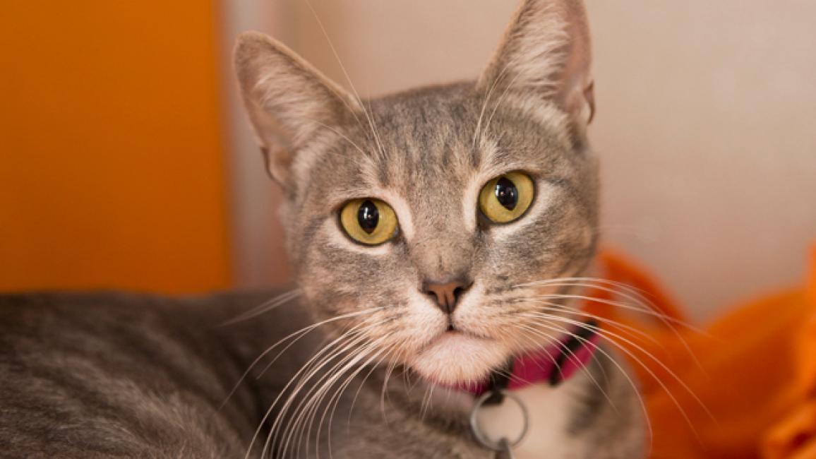 Selenium test image - create