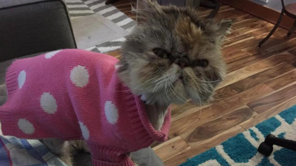 Selenium test image - create