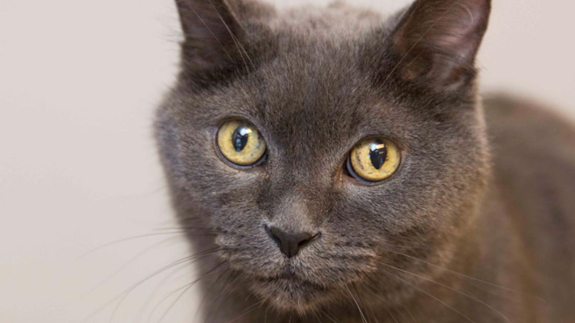 Selenium test image - create