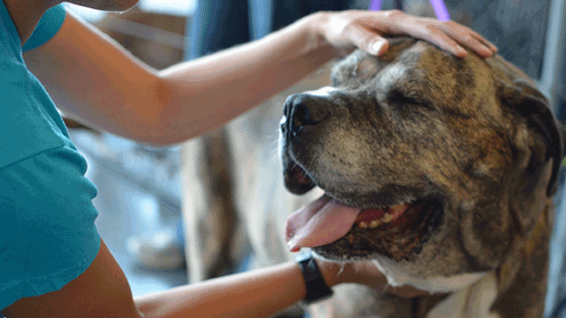 Selenium test image - create