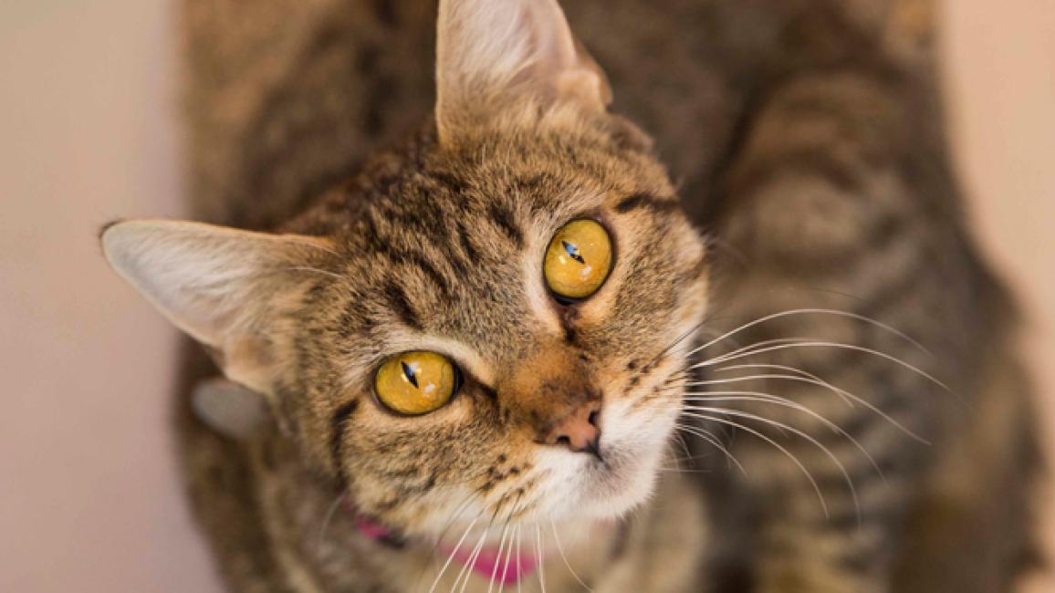 Selenium test image - create