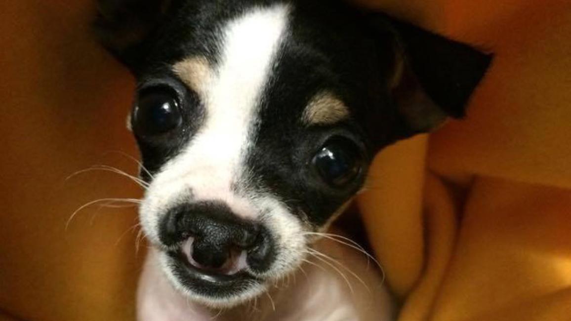 Small black and white dog