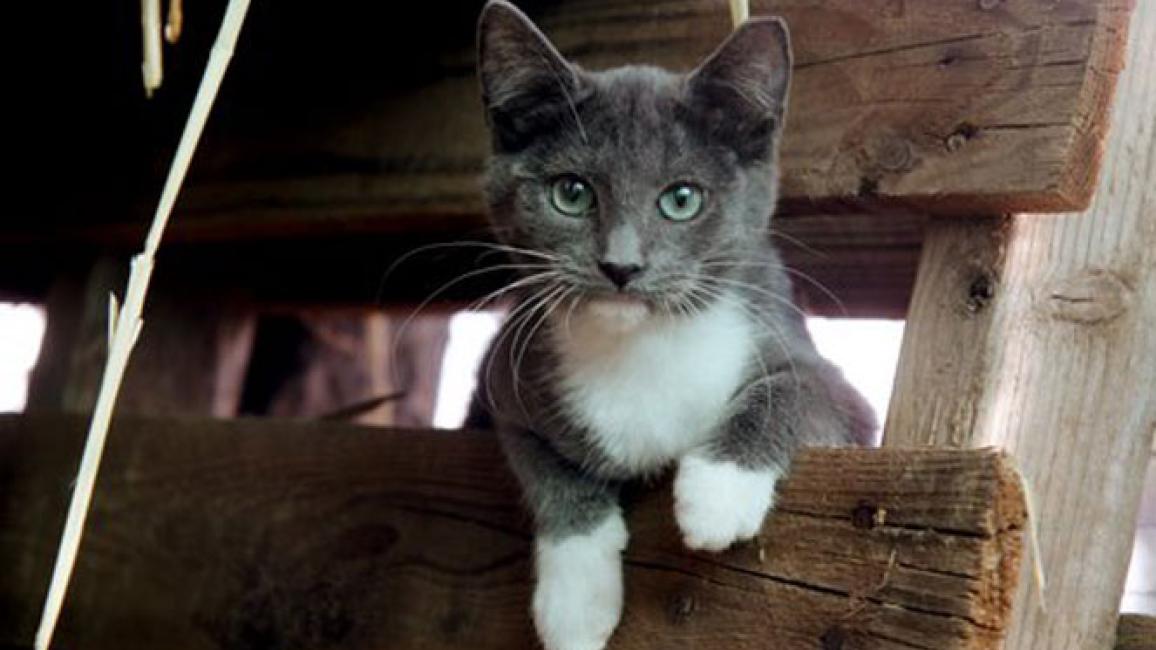 Selenium test image - create