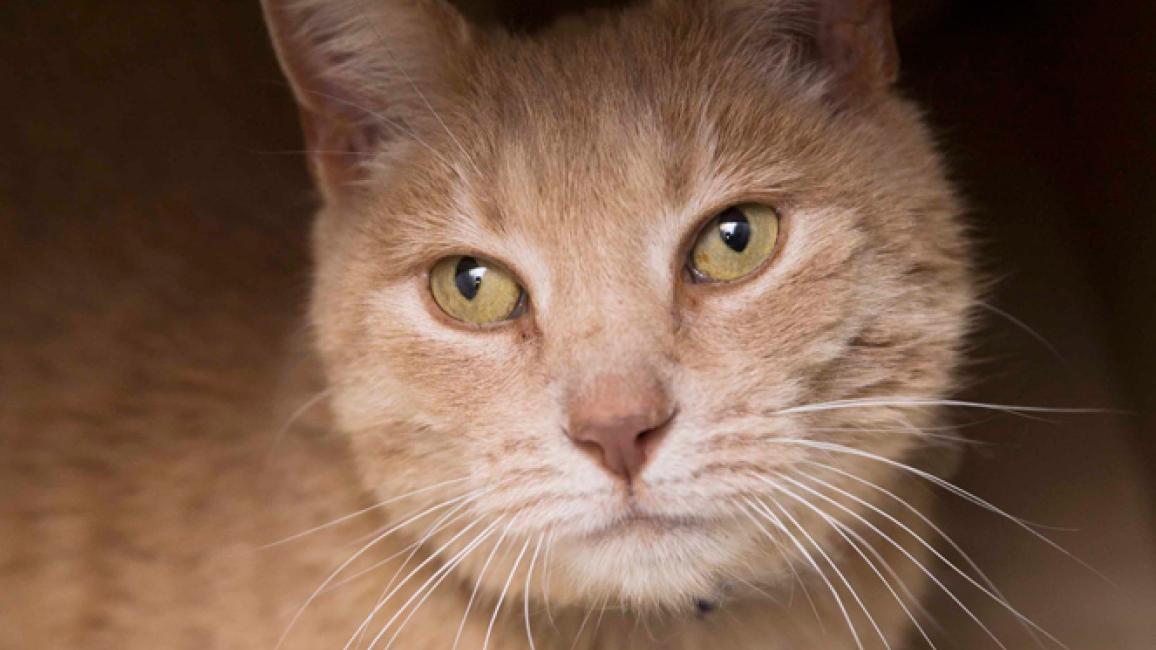 Selenium test image - create