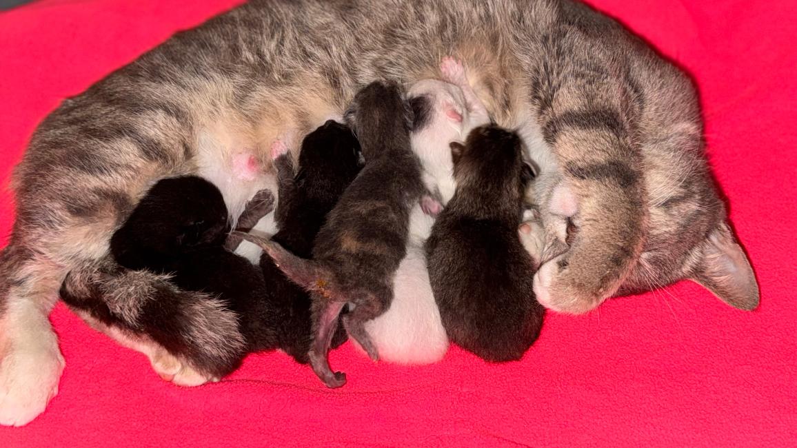 Eloise the cat lying on her side nursing her kittens
