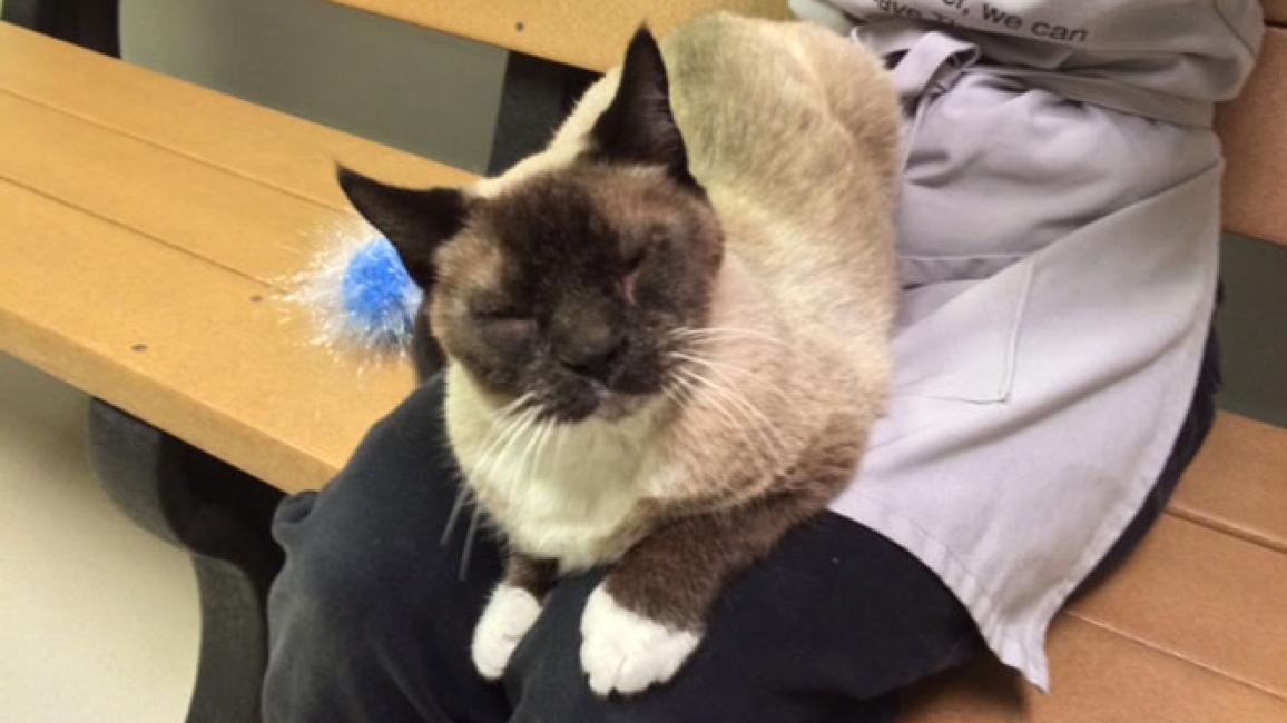 Selenium test image - create