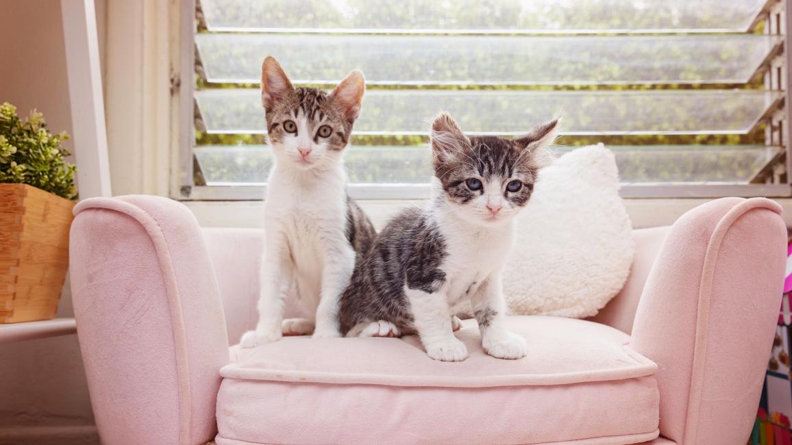 Pickle and Chip the kittens sitting next to each other on a tiny pink couch